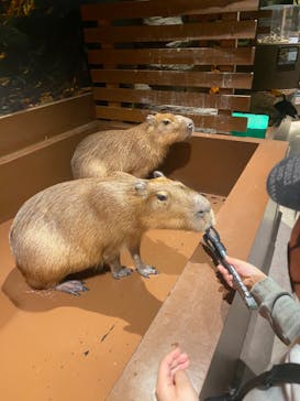 Moff animal world MARK IS みなとみらい店に投稿された画像（2022/2/23）