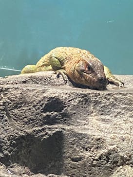 サンシャイン水族館に投稿された画像（2022/2/23）