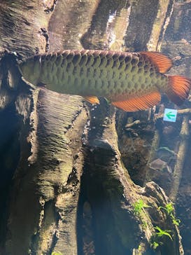 サンシャイン水族館に投稿された画像（2022/2/23）