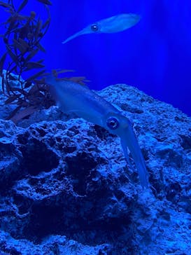 サンシャイン水族館に投稿された画像（2022/2/23）