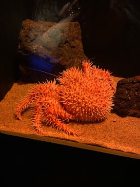 サンシャイン水族館に投稿された画像（2022/2/23）