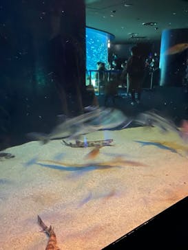 サンシャイン水族館に投稿された画像（2022/2/23）