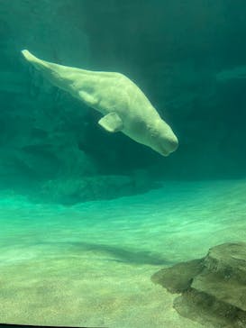 名古屋港水族館に投稿された画像（2022/2/23）