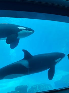 名古屋港水族館に投稿された画像（2022/2/23）