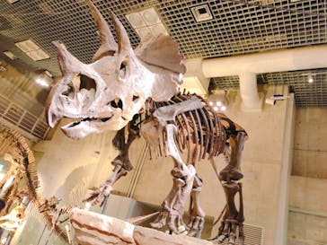 国立科学博物館に投稿された画像（2022/2/23）