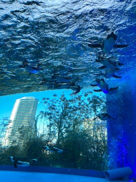 サンシャイン水族館に投稿された画像（2022/2/23）