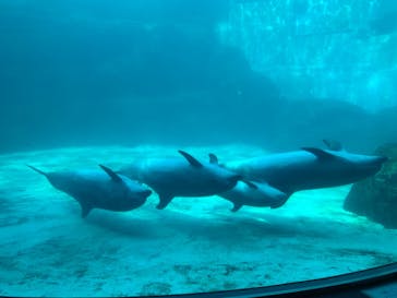 名古屋港水族館に投稿された画像（2022/2/23）