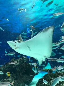 サンシャイン水族館に投稿された画像（2022/2/23）