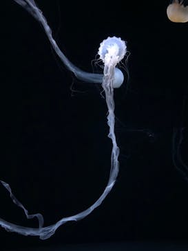 サンシャイン水族館に投稿された画像（2022/2/23）