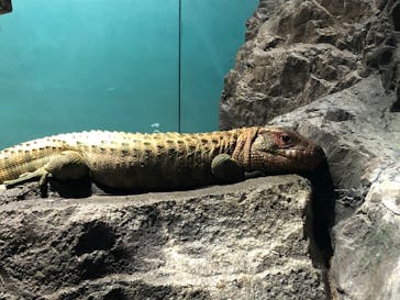 サンシャイン水族館に投稿された画像（2022/2/23）