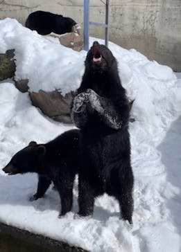 奥飛騨クマ牧場に投稿された画像（2022/2/23）