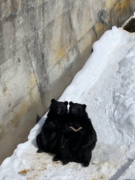 奥飛騨クマ牧場に投稿された画像（2022/2/23）