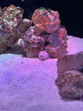 マクセル アクアパーク品川に投稿された画像（2022/2/23）