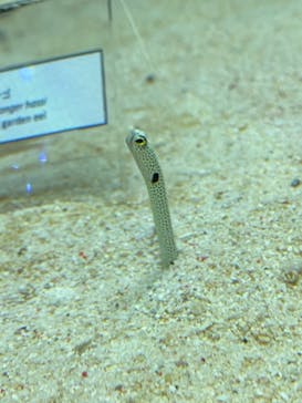 マクセル アクアパーク品川に投稿された画像（2022/2/23）