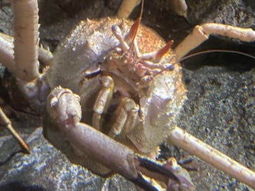 アクアワールド茨城県大洗水族館に投稿された画像（2022/2/23）