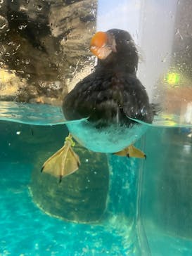 アクアワールド茨城県大洗水族館に投稿された画像（2022/2/23）