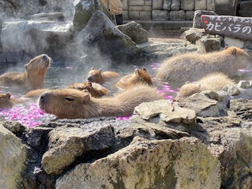 伊豆シャボテン動物公園に投稿された画像（2022/2/23）