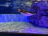すみだ水族館に投稿された画像（2022/2/23）