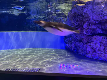 すみだ水族館に投稿された画像（2022/2/23）