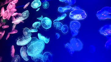 名古屋港水族館に投稿された画像（2022/2/23）