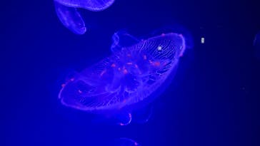 名古屋港水族館に投稿された画像（2022/2/23）