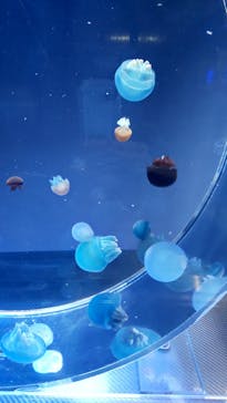 名古屋港水族館に投稿された画像（2022/2/23）