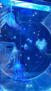 名古屋港水族館に投稿された画像（2022/2/23）
