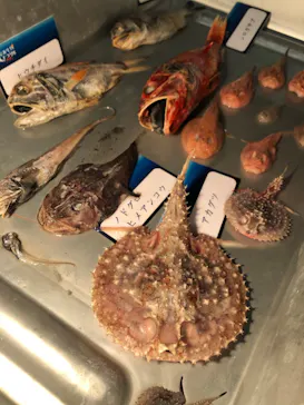 横浜・八景島シーパラダイスに投稿された画像（2022/2/23）