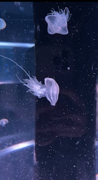 マクセル アクアパーク品川に投稿された画像（2022/2/23）