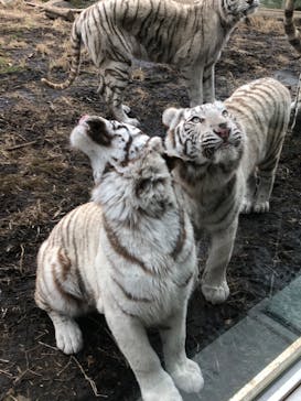 伊豆アニマルキングダムに投稿された画像（2022/2/23）