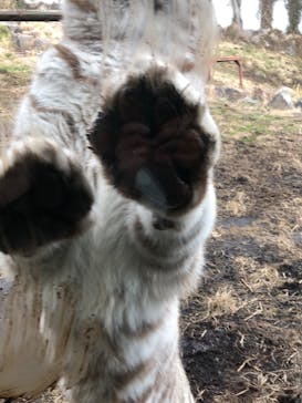 伊豆アニマルキングダムに投稿された画像（2022/2/23）