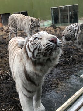 伊豆アニマルキングダムに投稿された画像（2022/2/23）