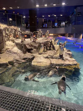 すみだ水族館に投稿された画像（2022/2/23）