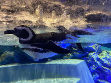 すみだ水族館に投稿された画像（2022/2/23）