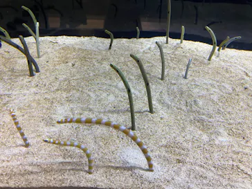 すみだ水族館に投稿された画像（2022/2/23）