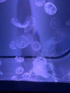 すみだ水族館に投稿された画像（2022/2/23）