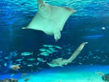 サンシャイン水族館に投稿された画像（2022/2/22）