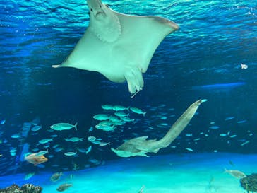サンシャイン水族館に投稿された画像（2022/2/22）