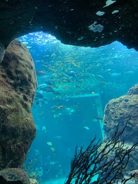 新江ノ島水族館に投稿された画像（2022/2/23）