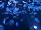 すみだ水族館に投稿された画像（2022/2/24）