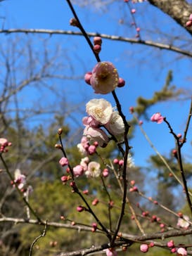 三溪園に投稿された画像（2022/2/23）