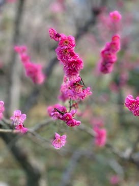 三溪園に投稿された画像（2022/2/23）