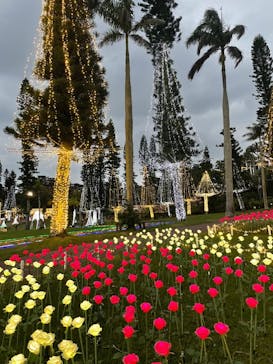 美らヤシパークオキナワ・東南植物楽園に投稿された画像（2022/2/24）