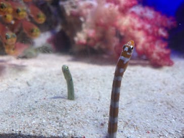 新江ノ島水族館に投稿された画像（2022/2/24）