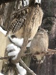 旭川市旭山動物園に投稿された画像（2022/2/24）