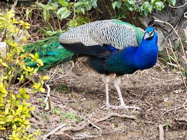 伊豆シャボテン動物公園に投稿された画像（2022/2/24）