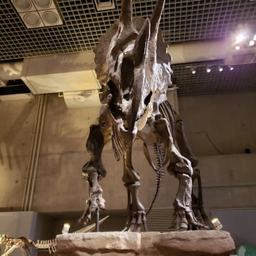 国立科学博物館に投稿された画像（2022/2/24）