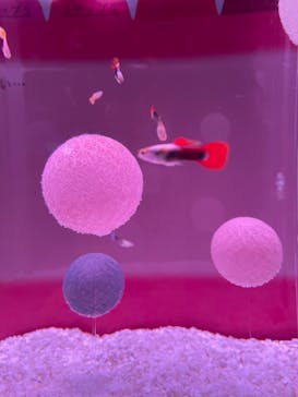 大分マリーンパレス水族館 「うみたまご」に投稿された画像（2022/2/24）