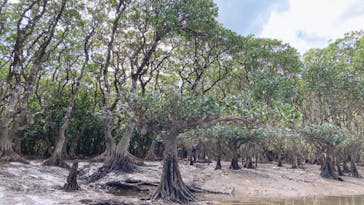 マングローブ茶屋に投稿された画像（2022/2/24）