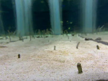 すみだ水族館に投稿された画像（2022/2/24）